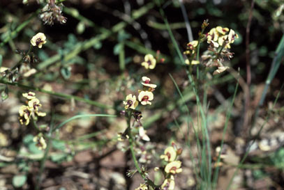 APII jpeg image of Chorizema genistoides  © contact APII