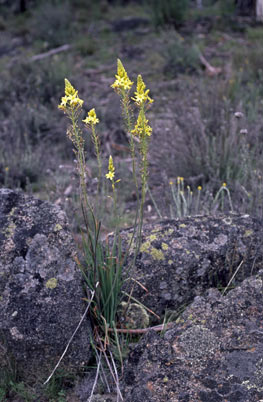 APII jpeg image of Bulbine glauca  © contact APII