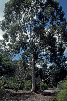 APII jpeg image of Eucalyptus saligna  © contact APII