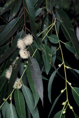 APII jpeg image of Eucalyptus saligna  © contact APII