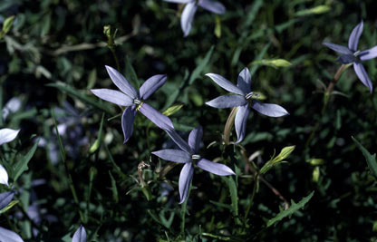 APII jpeg image of Isotoma axillaris-petraea  © contact APII