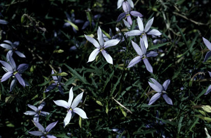 APII jpeg image of Isotoma axillaris-petraea  © contact APII