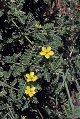 APII jpeg image of Tribulus terrestris  © contact APII