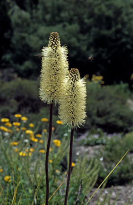 APII jpeg image of Xanthorrhoea macronema  © contact APII