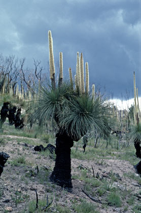 APII jpeg image of Xanthorrhoea glauca subsp. angustifolia  © contact APII