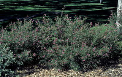 APII jpeg image of Grevillea sericea  © contact APII