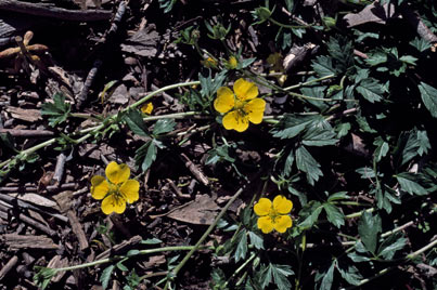 APII jpeg image of Potentilla anglica  © contact APII