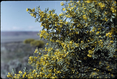 APII jpeg image of Senna artemisioides var. coriacea  © contact APII