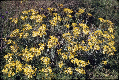 APII jpeg image of Senecio magnificus  © contact APII