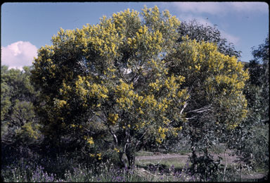 APII jpeg image of Acacia pycnantha  © contact APII