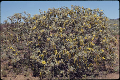 APII jpeg image of Senna artemisioides subsp. x sturtii  © contact APII