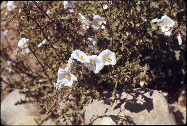 APII jpeg image of Solanum petrophilum  © contact APII