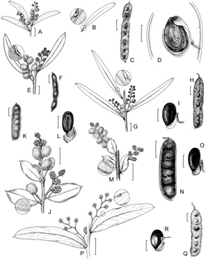 APII jpeg image of Acacia costiniana,<br/>Acacia lucasii,<br/>Acacia covenyi,<br/>Acacia dorothea,<br/>Acacia clunies-rossiae,<br/>Acacia barringtonensis  © contact APII