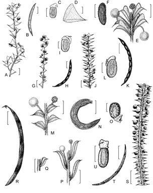 APII jpeg image of Acacia huegelii,<br/>Acacia divergens,<br/>Acacia mooreana,<br/>Acacia hastulata,<br/>Acacia imparilis,<br/>Acacia phlebopetala var. pubescens,<br/>Acacia forrestiana,<br/>Acacia phlebopetala var. phlebopetala  © contact APII