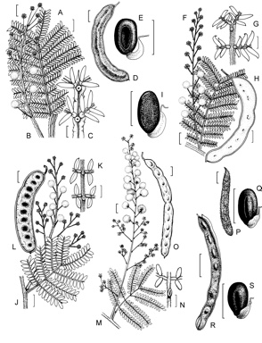 APII jpeg image of Acacia terminalis,<br/>Acacia sp. A,<br/>Acacia sp. B,<br/>Acacia pubescens,<br/>Acacia leptoclada  © contact APII