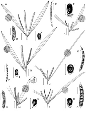 APII jpeg image of Acacia hemsleyi,<br/>Acacia plectocarpa subsp. plectocarpa,<br/>Acacia hammondii,<br/>Acacia plectocarpa subsp. tanumbirinensis,<br/>Acacia echinuliflora,<br/>Acacia armitii  © contact APII