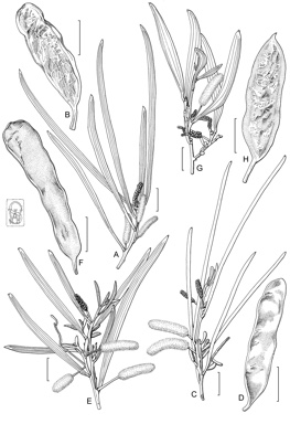 APII jpeg image of Acacia aneura var. aneura,<br/>Acacia aneura var. intermedia,<br/>Acacia aneura var. argentea,<br/>Acacia aneura var. fuliginea  © contact APII