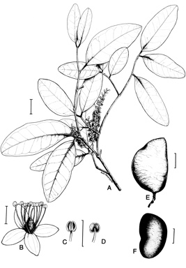 APII jpeg image of Crudia papuana  © contact APII