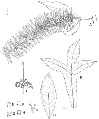 APII jpeg image of Megahertzia amplexicaulis  © contact APII