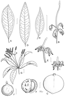 APII jpeg image of Macadamia whelanii,<br/>Macadamia claudiensis,<br/>Macadamia grandis  © contact APII