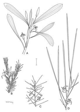 APII jpeg image of Persoonia hexagona,<br/>Persoonia filiformis,<br/>Persoonia quinquenervis,<br/>Persoonia acicularis  © contact APII