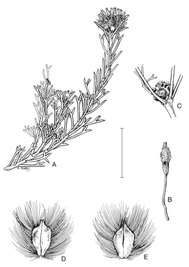 APII jpeg image of Petrophile trifurcata  © contact APII