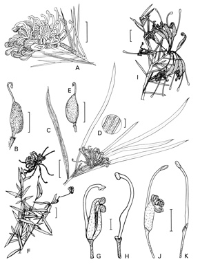 APII jpeg image of Grevillea oldei,<br/>Grevillea kennedyana,<br/>Grevillea linearifolia,<br/>Grevillea confertifolia  © contact APII