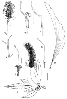 APII jpeg image of Grevillea glauca,<br/>Grevillea dimidiata  © contact APII