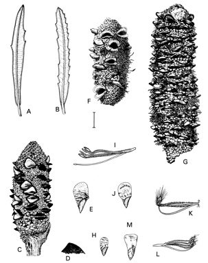 APII jpeg image of Banksia integrifolia subsp. integrifolia,<br/>Banksia solandri,<br/>Banksia plagiocarpa,<br/>Banksia conferta subsp. penicillata,<br/>Banksia saxicola,<br/>Banksia marginata  © contact APII