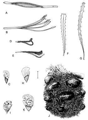 APII jpeg image of Banksia elderiana,<br/>Banksia benthamiana,<br/>Banksia ashbyi,<br/>Banksia pilostylis,<br/>Banksia aculeata  © contact APII