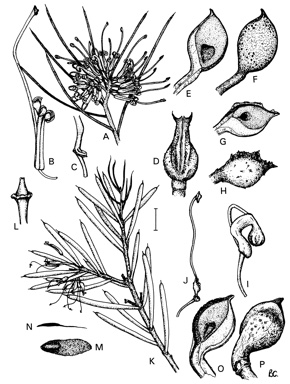 APII jpeg image of Hakea purpurea,<br/>Hakea rhombales,<br/>Hakea verrucosa,<br/>Hakea pendens  © contact APII