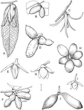 APII jpeg image of Meiogyne verrucosa,<br/>Meiogyne hirsuta,<br/>Meiogyne stenopetala,<br/>Meiogyne cylindrocarpa subsp. cylindrocarpa,<br/>Meiogyne cylindrocarpa subsp. trichocarpa  © contact APII