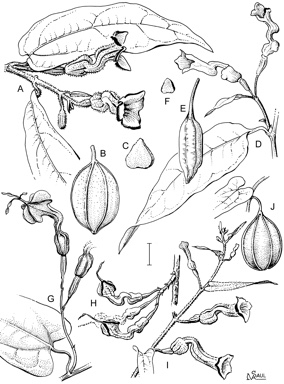 APII jpeg image of Aristolochia australopithecurus,<br/>Pararistolochia laheyana,<br/>Pararistolochia linearifolia,<br/>Aristolochia sparusifolia,<br/>Aristolochia praevenosa  © contact APII