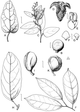 APII jpeg image of Carronia protensa,<br/>Pleogyne australis,<br/>Pycnarrhena novoguineensis  © contact APII