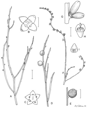 APII jpeg image of Omphacomeria acerba,<br/>Spirogardnera rubescens  © contact APII