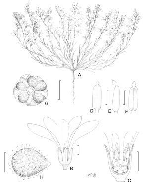 APII jpeg image of Macgregoria racemigera  © contact APII