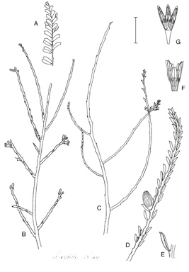 APII jpeg image of Olax aphylla,<br/>Olax spartea,<br/>Olax retusa,<br/>Olax scalariformis  © contact APII