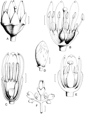 APII jpeg image of Canarium australianum var. velutinum,<br/>Canarium australianum var. australianum,<br/>Canarium australianum var. glabrum,<br/>Garuga floribunda var. floribunda  © contact APII