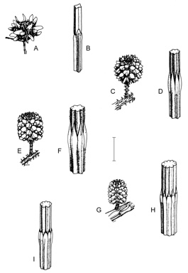 APII jpeg image of Gymnostoma australianum,<br/>Casuarina equisetifolia subsp. incana,<br/>Casuarina equisetifolia subsp. equisetifolia,<br/>Casuarina cunninghamiana subsp. cunninghamiana,<br/>Casuarina cunninghamiana subsp. miodon  © contact APII