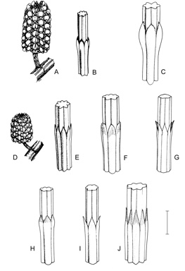 APII jpeg image of Allocasuarina distyla,<br/>Allocasuarina diminuta subsp. mimica,<br/>Allocasuarina diminuta subsp. annectens,<br/>Allocasuarina glareicola,<br/>Allocasuarina diminuta subsp. diminuta,<br/>Allocasuarina defungens,<br/>Allocasuarina simulans,<br/>Allocasuarina grampiana  © contact APII