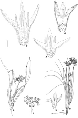 APII jpeg image of Conostylis latens,<br/>Conostylis micrantha,<br/>Conostylis teretifolia,<br/>Conostylis crassinerva subsp. absens  © contact APII