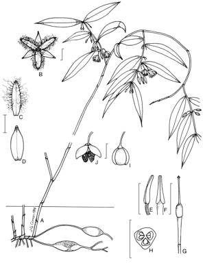 APII jpeg image of Eustrephus latifolius  © contact APII