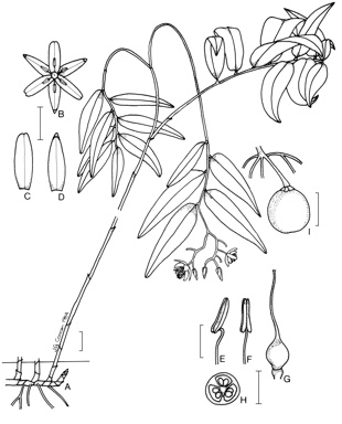 APII jpeg image of Geitonoplesium cymosum  © contact APII