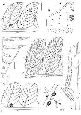 APII jpeg image of Pneumatopteris sogerensis,<br/>Pneumatopteris costata,<br/>Pneumatopteris pennigera  © contact APII