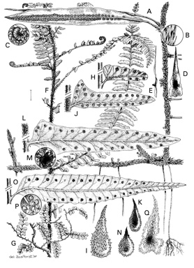 APII jpeg image of Arthropteris submarginalis,<br/>Arthropteris beckleri,<br/>Arthropteris palisotii,<br/>Arthropteris tenella,<br/>Oleandra neriiformis  © contact APII