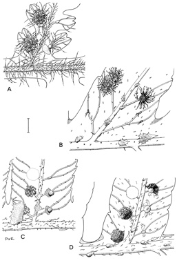 APII jpeg image of Cyathea australis,<br/>Cyathea exilis,<br/>Cyathea robertsiana,<br/>Cyathea woollsiana  © contact APII