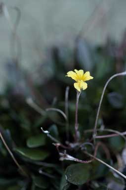 APII jpeg image of Goodenia blackiana  © contact APII