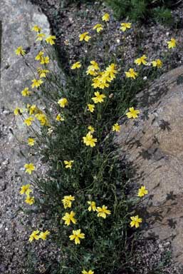 APII jpeg image of Goodenia pinnatifida  © contact APII