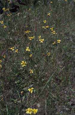 APII jpeg image of Goodenia pinnatifida  © contact APII