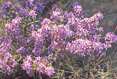 APII jpeg image of Calytrix  © contact APII